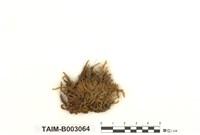 藏品(美綠鋸苔)的圖片